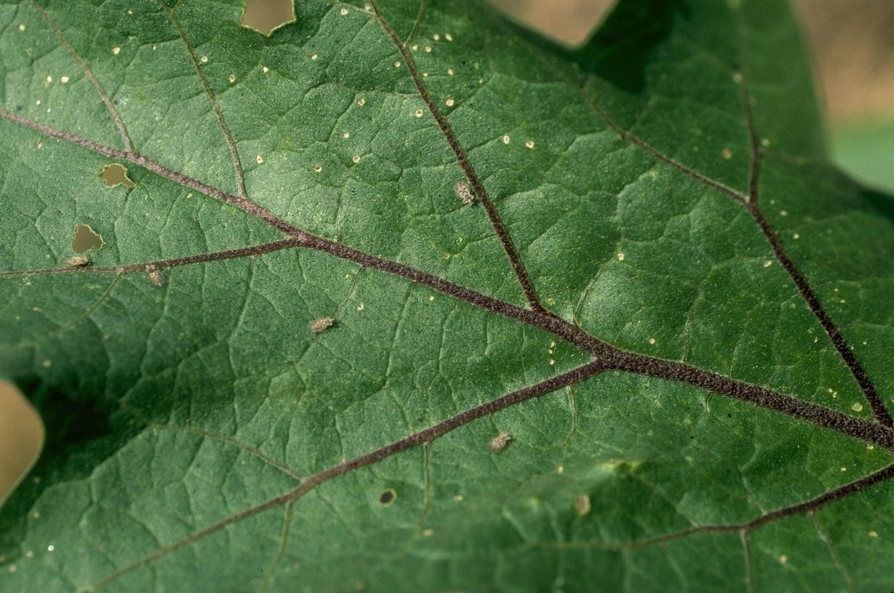 Eggplant Lace Bugs on Vegetables University of Maryland Extension